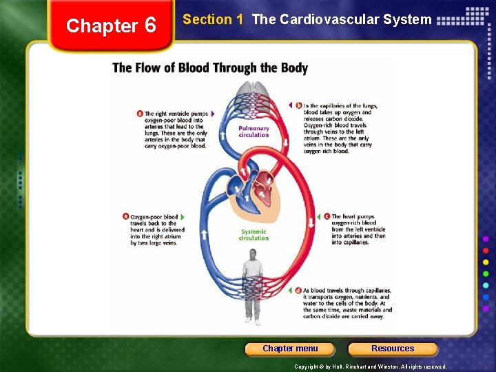 Chapter 6 Section 1 The Cardiovascular System Chapter menu Resources Copyright © by Holt,