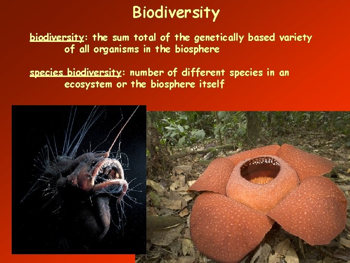 Biodiversity biodiversity: the sum total of the genetically based variety of all organisms in