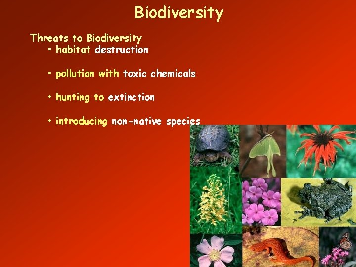 Biodiversity Threats to Biodiversity • habitat destruction • pollution with toxic chemicals • hunting