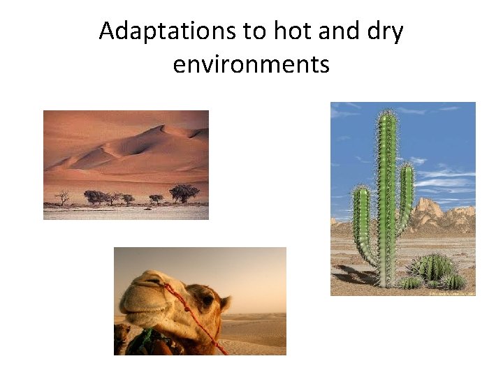 Adaptations to hot and dry environments 