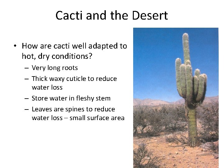 Cacti and the Desert • How are cacti well adapted to hot, dry conditions?