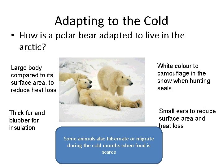 Adapting to the Cold • How is a polar bear adapted to live in