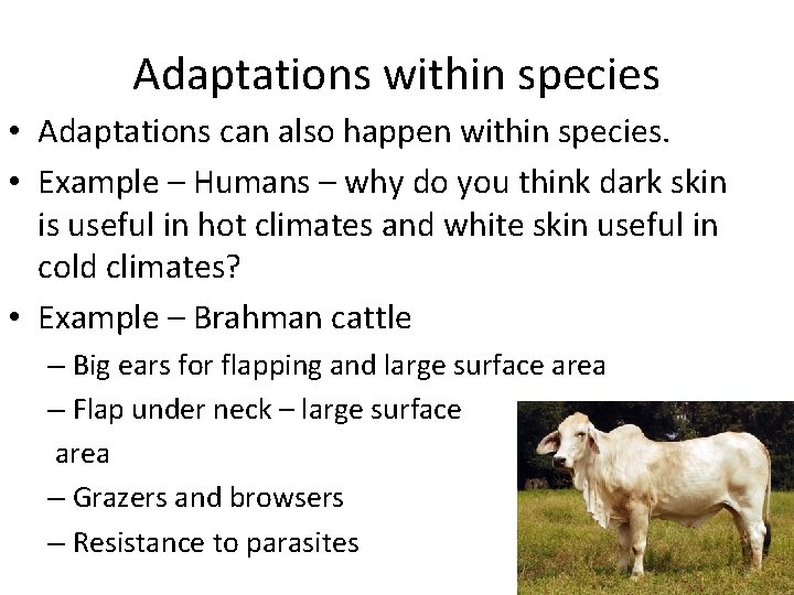 Adaptations within species • Adaptations can also happen within species. • Example – Humans