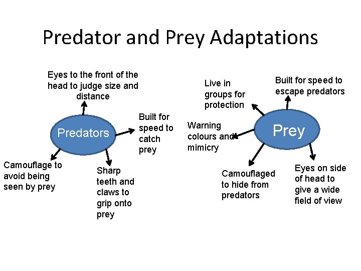 Predator and Prey Adaptations Eyes to the front of the head to judge size