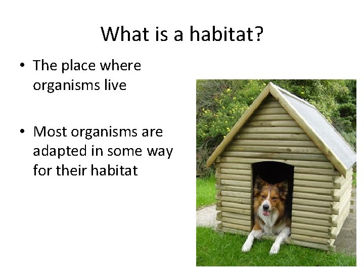 What is a habitat? • The place where organisms live • Most organisms are