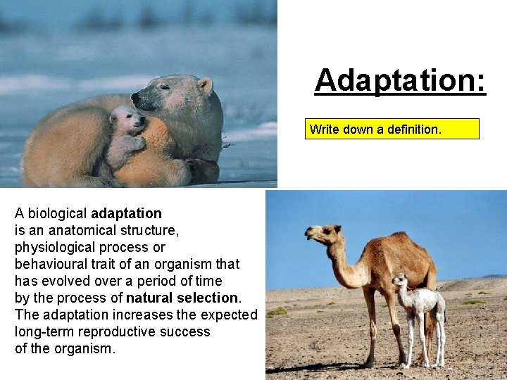 Adaptation: Write down a definition. A biological adaptation is an anatomical structure, physiological process