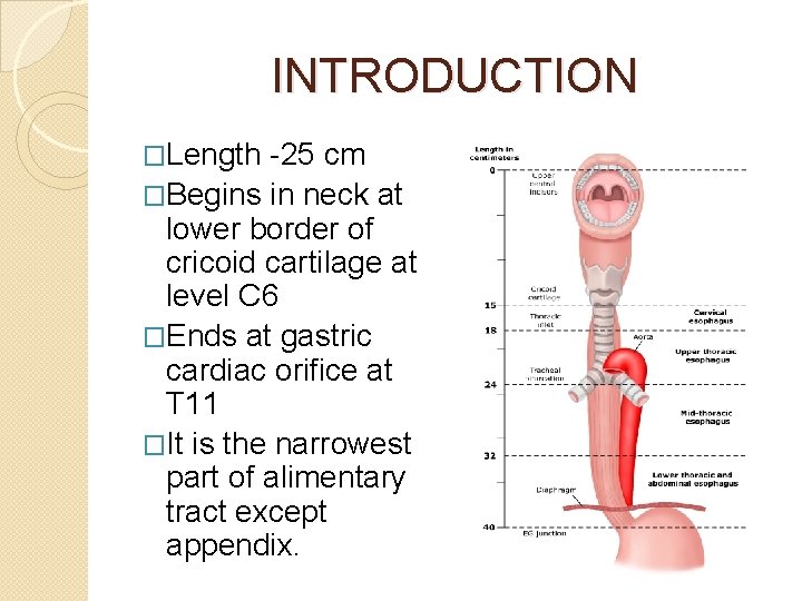 INTRODUCTION �Length -25 cm �Begins in neck at lower border of cricoid cartilage at