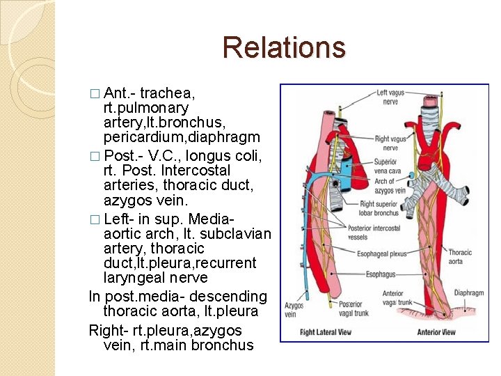 Relations � Ant. - trachea, rt. pulmonary artery, lt. bronchus, pericardium, diaphragm � Post.