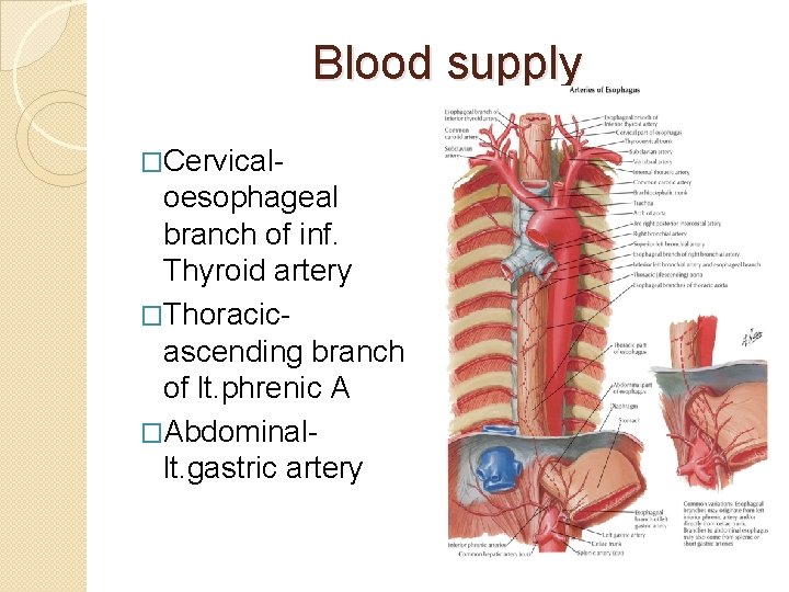 Blood supply �Cervical- oesophageal branch of inf. Thyroid artery �Thoracicascending branch of lt. phrenic