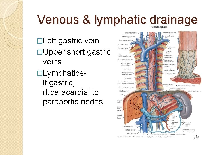 Venous & lymphatic drainage �Left gastric vein �Upper short gastric veins �Lymphaticslt. gastric, rt.