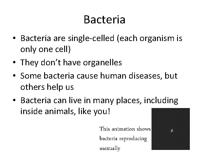 Bacteria • Bacteria are single-celled (each organism is only one cell) • They don’t