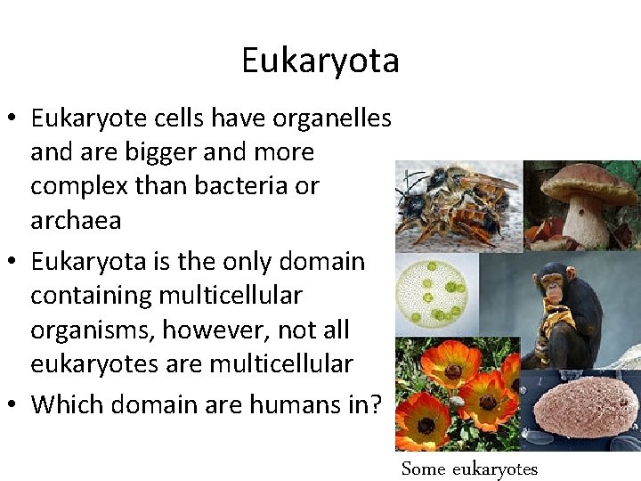 Eukaryota • Eukaryote cells have organelles and are bigger and more complex than bacteria