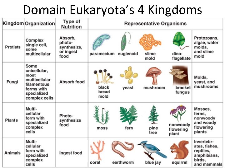 Domain Eukaryota’s 4 Kingdoms 14 