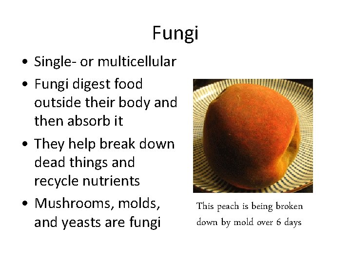 Fungi • Single- or multicellular • Fungi digest food outside their body and then