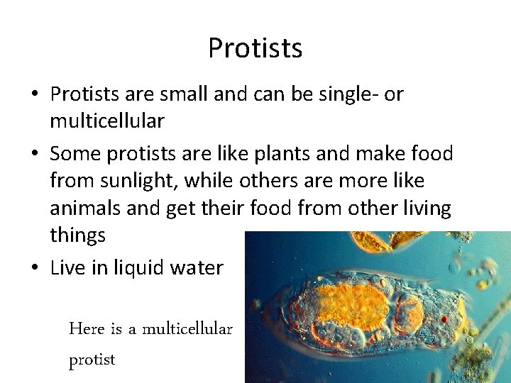 Protists • Protists are small and can be single- or multicellular • Some protists