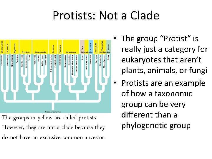 Protists: Not a Clade • The group “Protist” is really just a category for