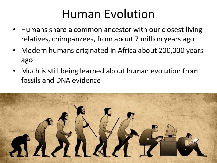 Human Evolution • Humans share a common ancestor with our closest living relatives, chimpanzees,