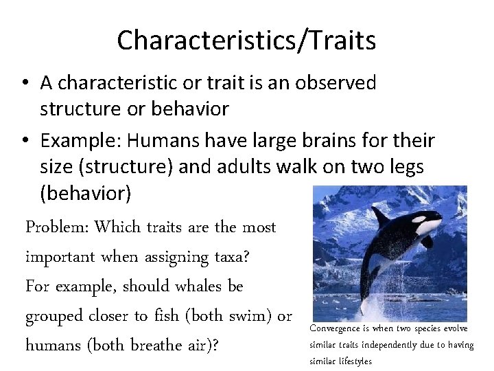 Characteristics/Traits • A characteristic or trait is an observed structure or behavior • Example:
