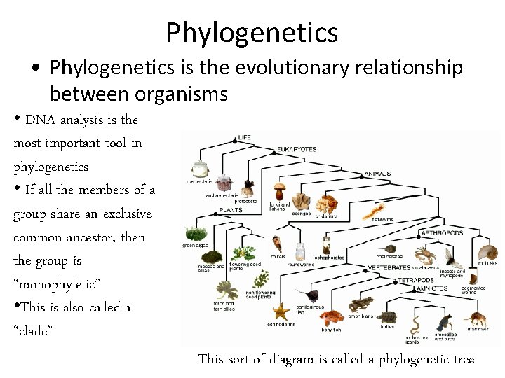 Phylogenetics • Phylogenetics is the evolutionary relationship between organisms • DNA analysis is the