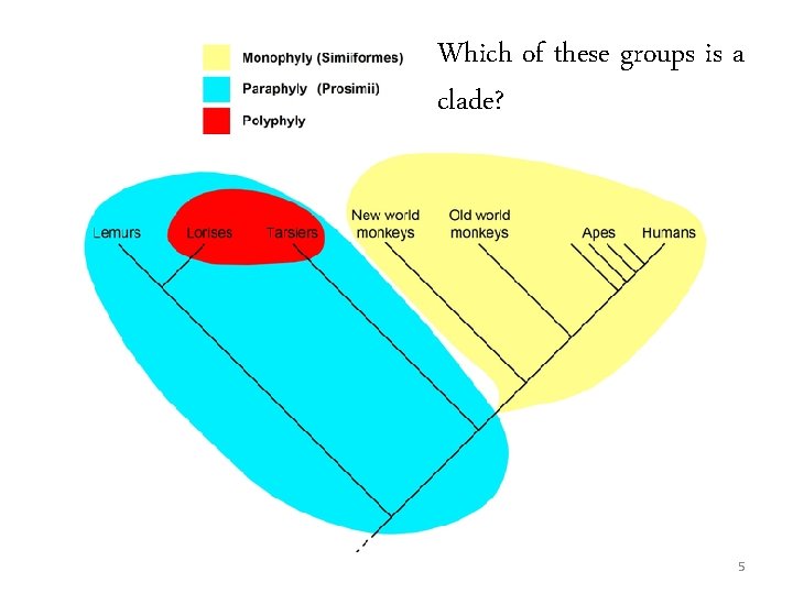 Which of these groups is a clade? 5 