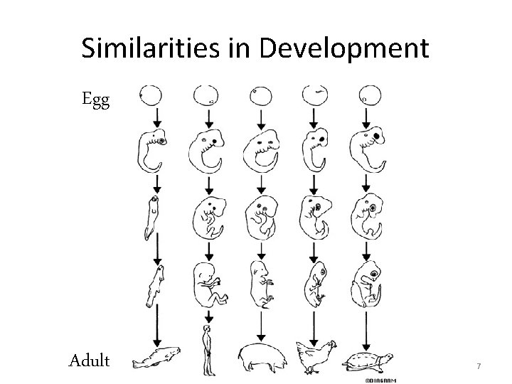 Similarities in Development Egg Adult 7 