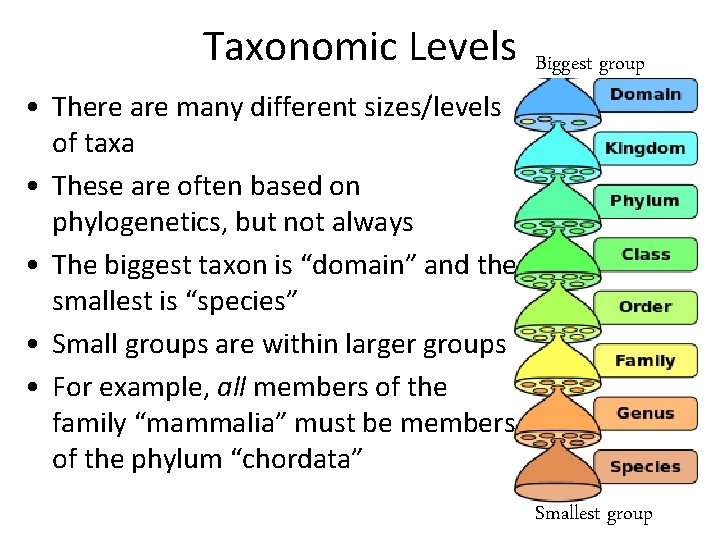 Taxonomic Levels • There are many different sizes/levels of taxa • These are often