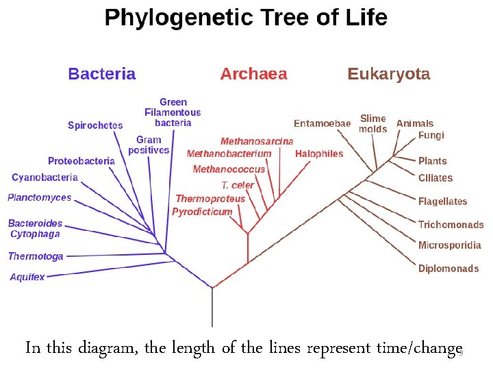 In this diagram, the length of the lines represent time/change 9 