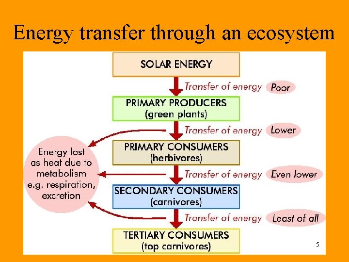 Energy transfer through an ecosystem 5 