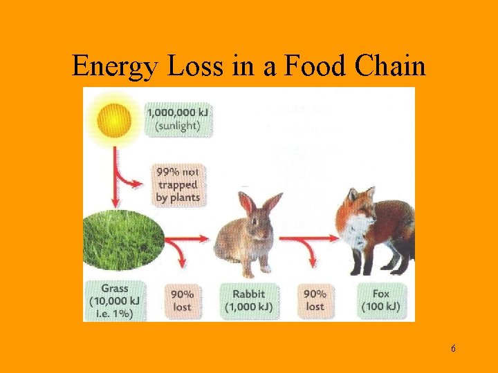 Energy Loss in a Food Chain 6 