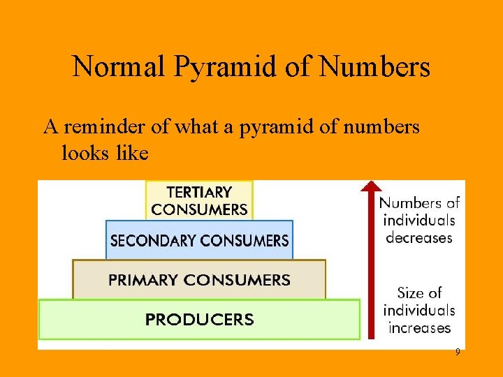 Normal Pyramid of Numbers A reminder of what a pyramid of numbers looks like