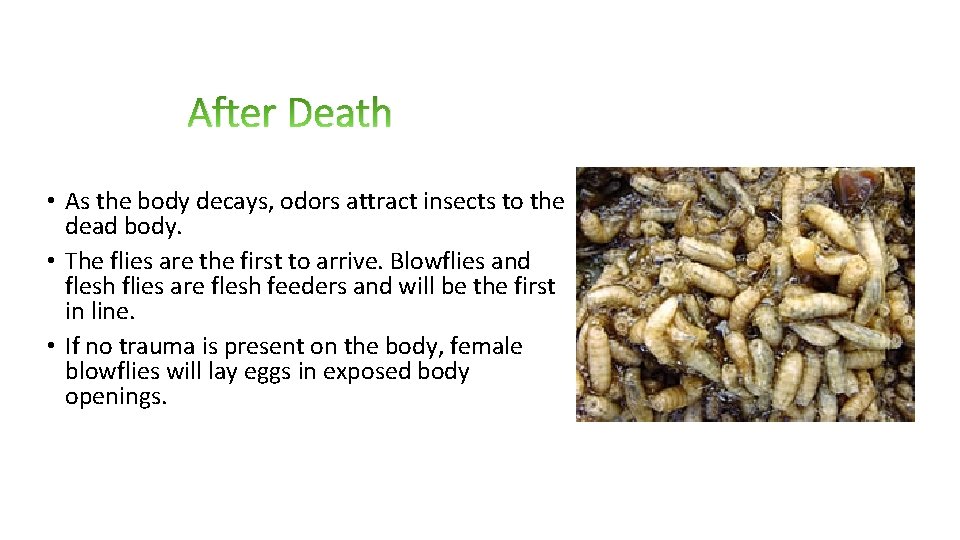 After Death • As the body decays, odors attract insects to the dead body.
