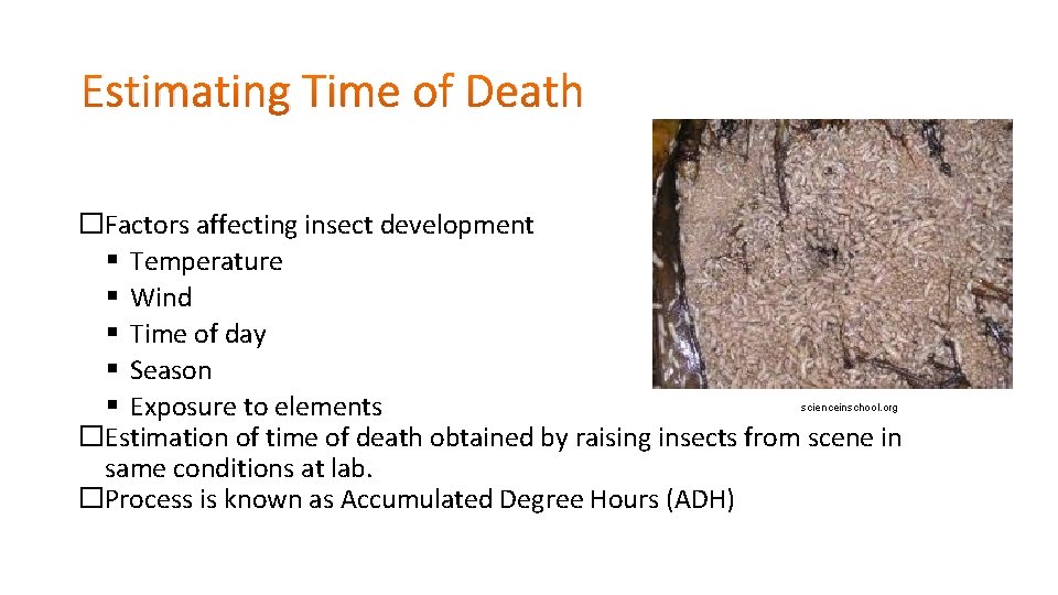 Estimating Time of Death �Factors affecting insect development Temperature Wind Time of day Season