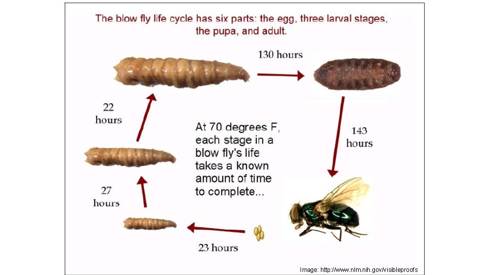 & In ve sti ga tio ns, 4 Image: http: //www. nlm. nih. gov/visibleproofs