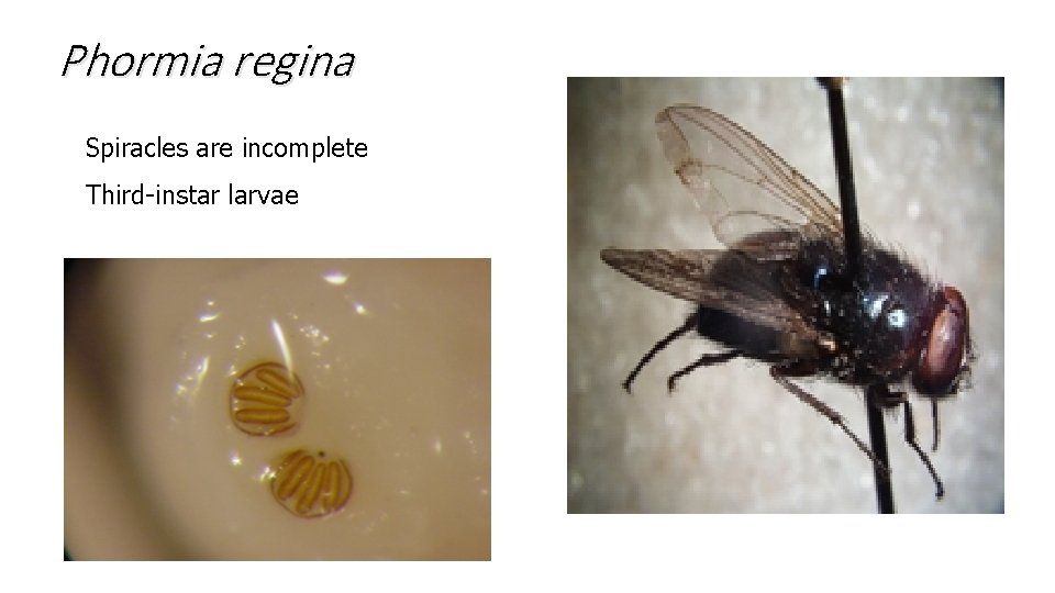 Phormia regina Spiracles are incomplete Third-instar larvae 5 