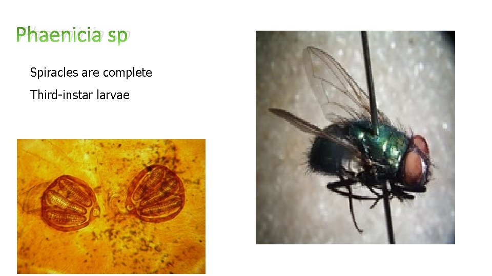 Phaenicia sp Spiracles are complete Third-instar larvae 6 