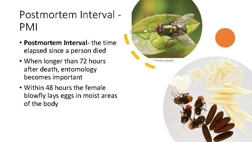 Postmortem Interval PMI • Postmortem Interval- the time elapsed since a person died •