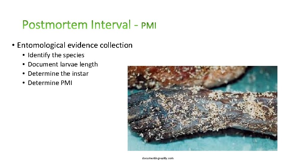 Postmortem Interval - PMI • Entomological evidence collection • • Identify the species Document