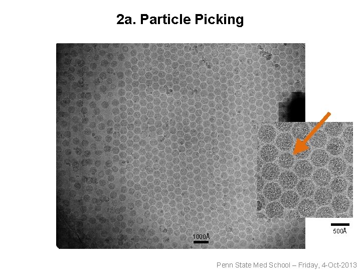 2 a. Particle Picking 1000Å 500Å Penn State Med School – Friday, 4 -Oct-2013