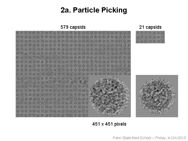 2 a. Particle Picking 579 capsids 21 capsids 451 x 451 pixels Penn State