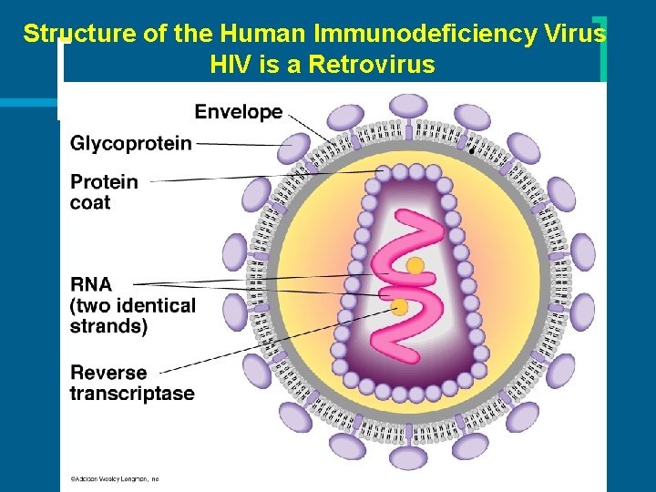 Structure of the Human Immunodeficiency Virus HIV is a Retrovirus 