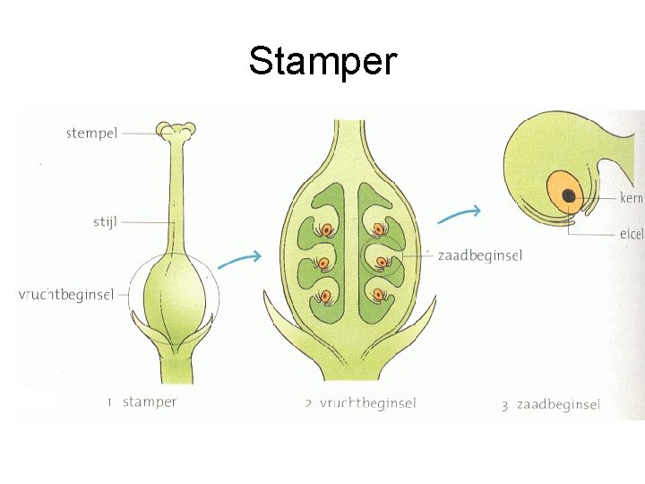 Stamper 