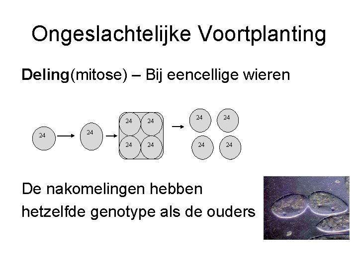 Ongeslachtelijke Voortplanting Deling(mitose) – Bij eencellige wieren 24 24 24 De nakomelingen hebben hetzelfde