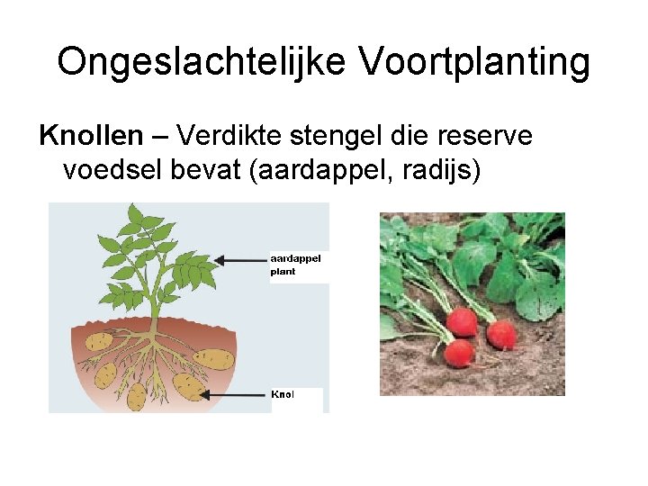 Ongeslachtelijke Voortplanting Knollen – Verdikte stengel die reserve voedsel bevat (aardappel, radijs) 