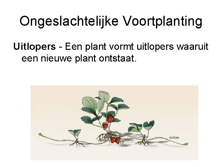 Ongeslachtelijke Voortplanting Uitlopers - Een plant vormt uitlopers waaruit een nieuwe plant ontstaat. 