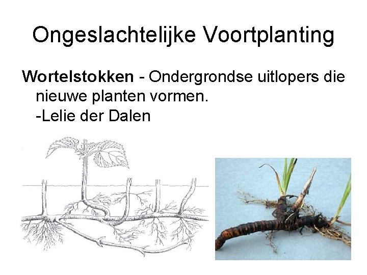Ongeslachtelijke Voortplanting Wortelstokken - Ondergrondse uitlopers die nieuwe planten vormen. -Lelie der Dalen 