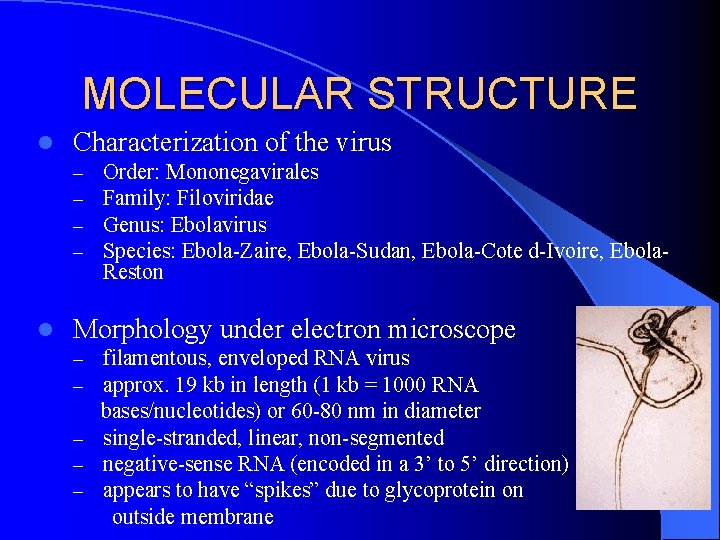 MOLECULAR STRUCTURE l Characterization of the virus – – l Order: Mononegavirales Family: Filoviridae