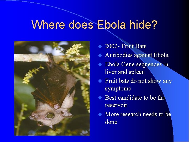 Where does Ebola hide? l l l 2002 - Fruit Bats Antibodies against Ebola