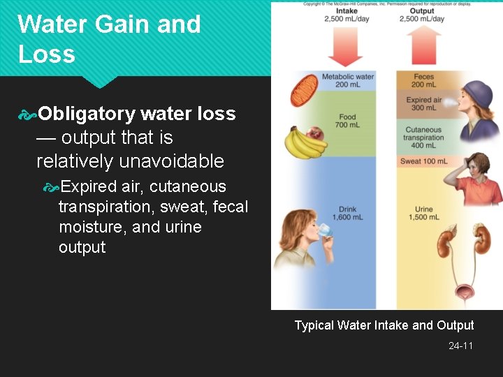 Water Gain and Loss Obligatory water loss — output that is relatively unavoidable Expired