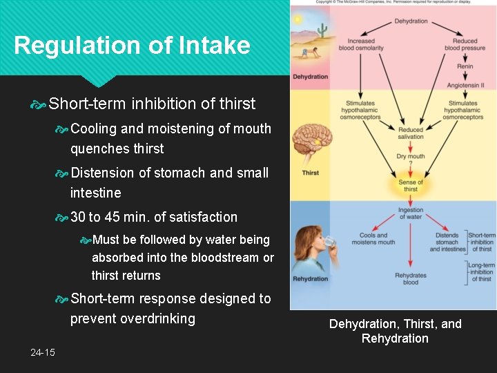 Regulation of Intake Short-term inhibition of thirst Cooling and moistening of mouth quenches thirst