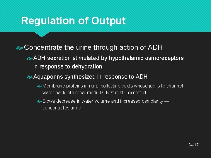 Regulation of Output Concentrate the urine through action of ADH secretion stimulated by hypothalamic